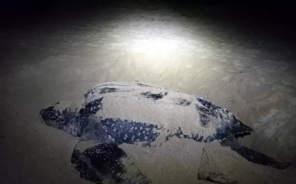 Estudiante de Ecosur del Conahcyt encuentra dos linajes de tortuga laúd, especie ancestral en peligro de extinción del Pacífico Oriental Tropical