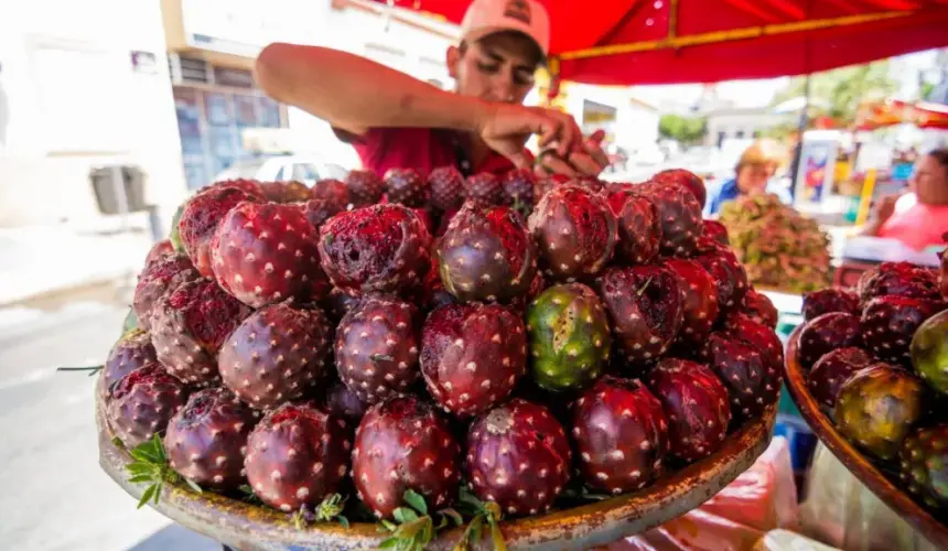 La Fiesta de la Pitaya llega al Jardín Botánico de Culiacán este viernes 9 y sábado 10 de junio 