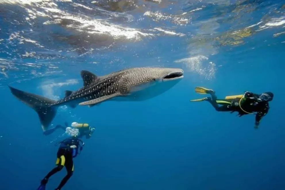 México tiene tres lugares en los que es posible nadar con el pez más grande del mundo, el tiburón ballena. Foto: Secretaría de Turismo de México