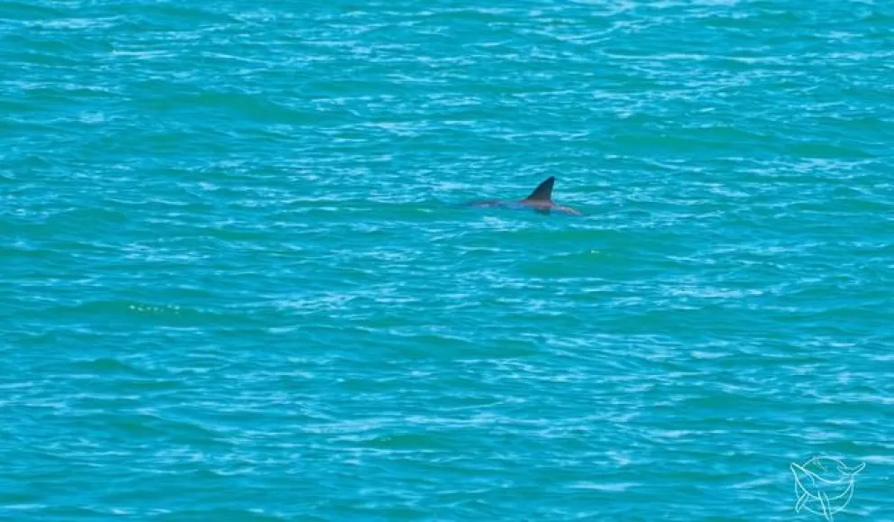 Reportan avistamientos de vaquitas marinas en el Golfo de California. Foto: Cortesía