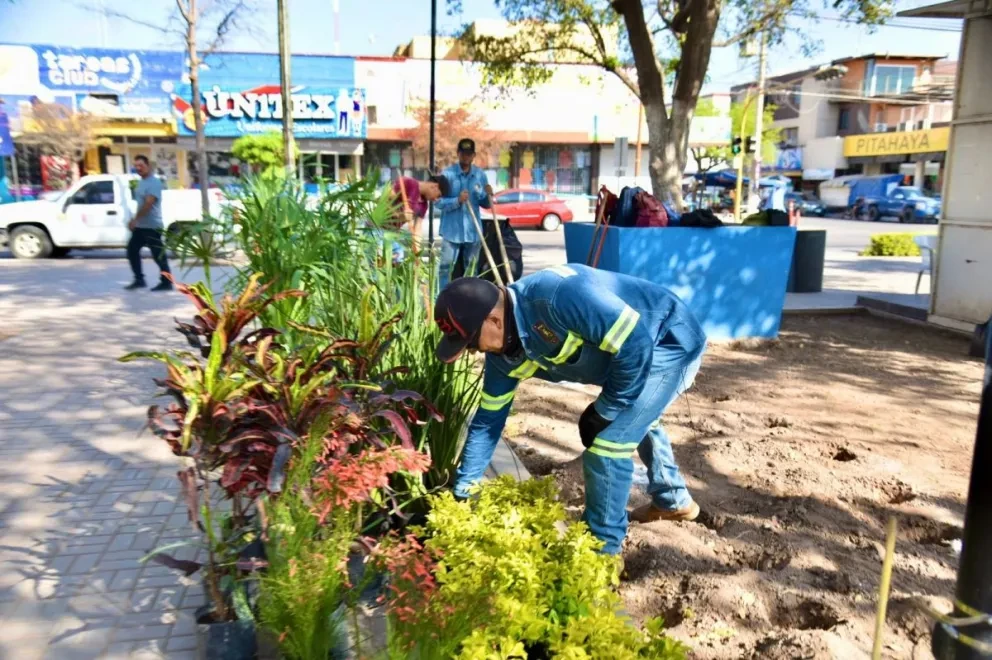 Trabajos de rehabilitación en la plazuela Pedro Infante de Guamúchil. Foto: Cortesía