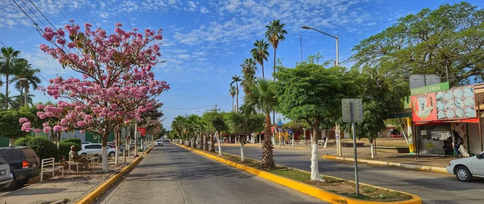 Las Amapas embellecen la ciudad de Navolato