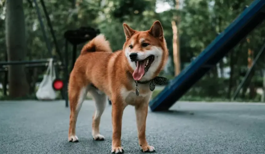 Cómo cuidar a las mascotas durante la temporada de calor. Foto: Unplash