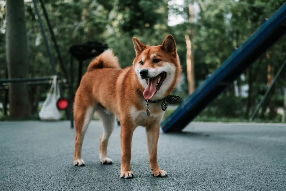 Cómo cuidar a las mascotas durante la temporada de calor. Foto: Unplash