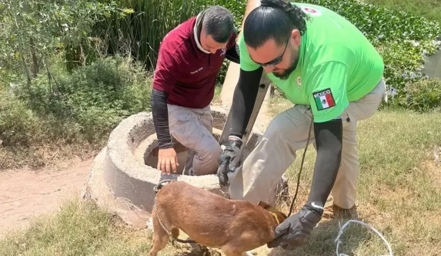 Rescatan a perrita que quedó atorada en una alcantarilla en el municipio de Ahome. Foto: Cortesía