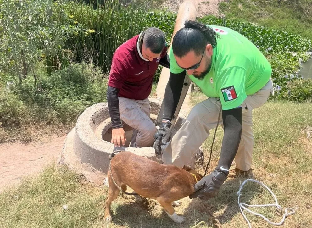 Rescatan a perrita que quedó atorada en una alcantarilla en el municipio de Ahome. Foto: Cortesía