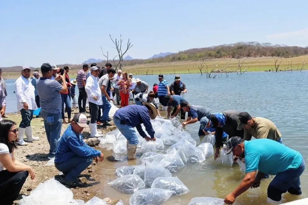 Inicia en Elota, el programa de Repoblamiento de Alevines en Embalses y Presas de Sinaloa. Foto: Cortesía