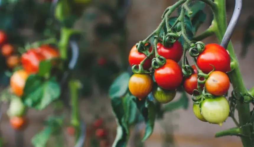 México conquista las exportaciones de tomate a Estados Unidos. Foto: Markus Spiske