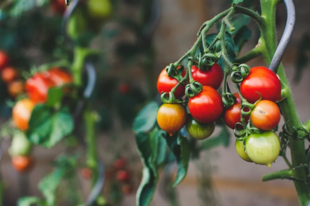 México conquista las exportaciones de tomate a Estados Unidos. Foto: Markus Spiske