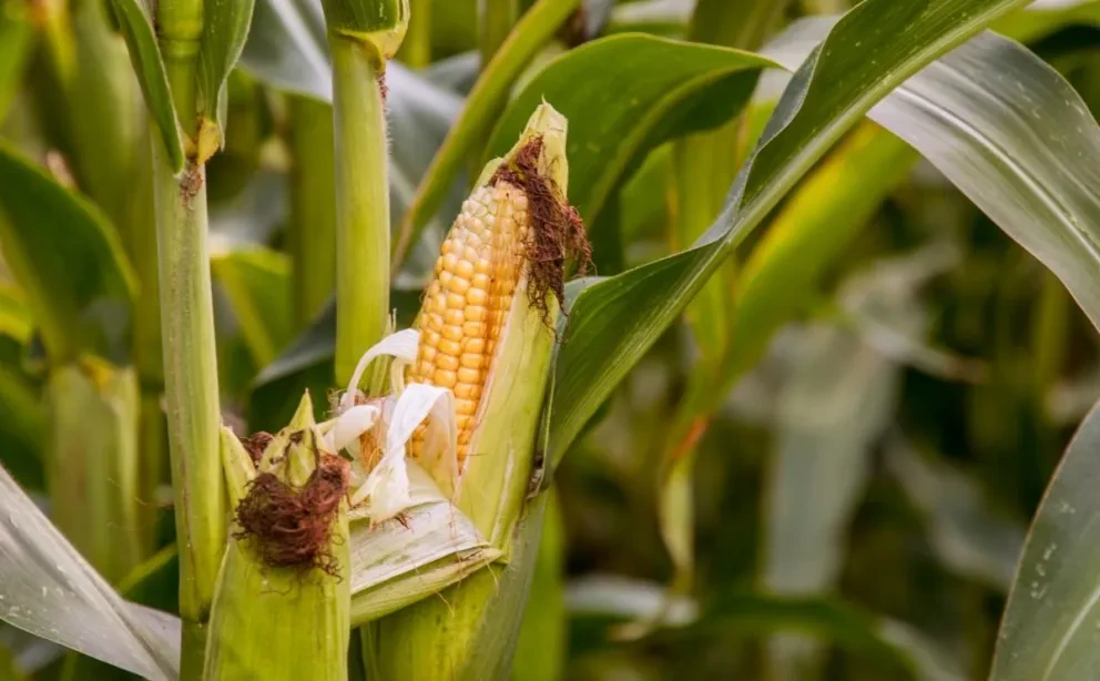 México es autosuficiente en Maíz Blanco. Se firmaron aranceles para proteger la importación del maíz.. Foto: Katherine Volkovski