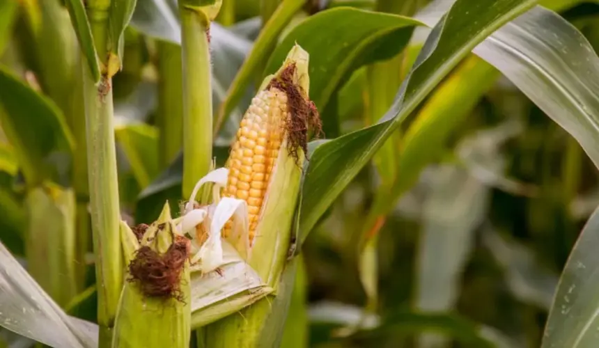 México es autosuficiente en Maíz Blanco. Se firmaron aranceles para proteger la importación del maíz.. Foto: Katherine Volkovski 