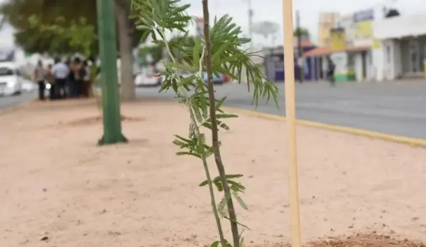 Lanzan propuesta para plantar árboles en León