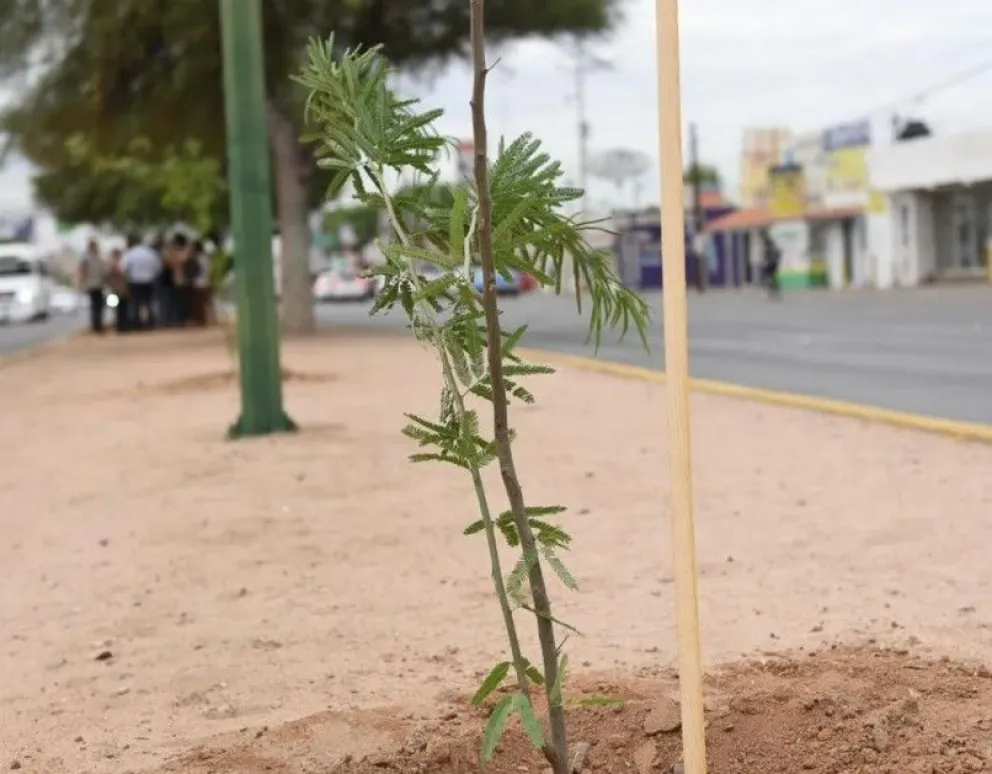 Lanzan propuesta para plantar árboles en León