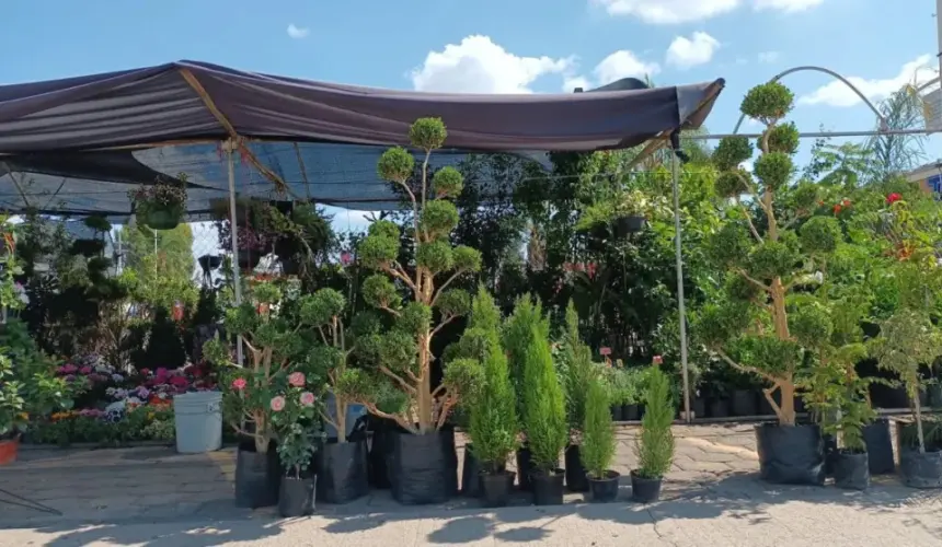 ¡Sembremos árboles en León, Guanajuato! El Vivero municipal los dona