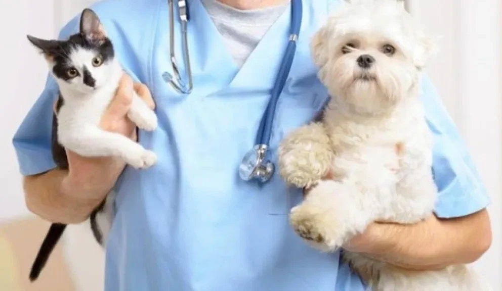 León, Guanajuato, ocupa el primer lugar a nivel nacional en el número de esterilizaciones de animales