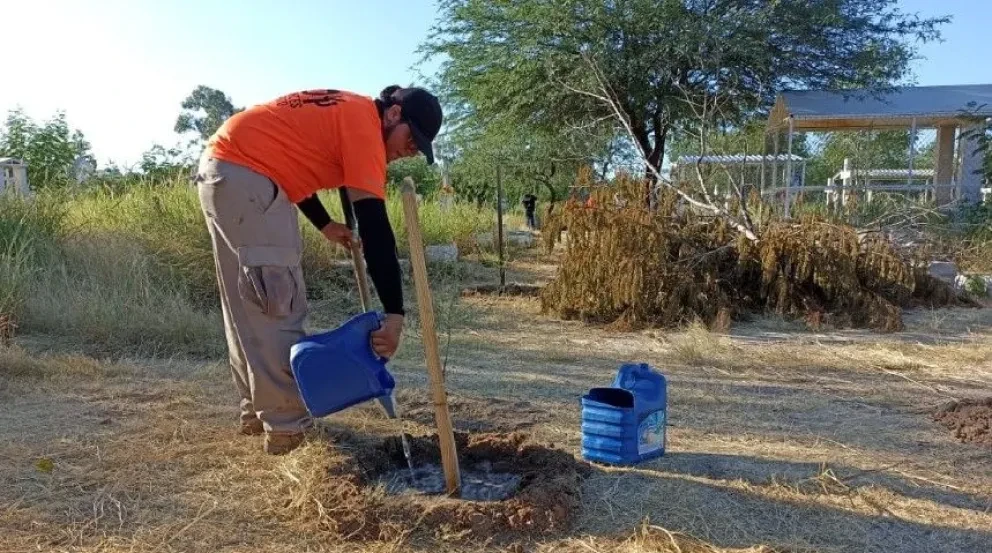 Conoce más sobre el programa de reforestación en Sonora