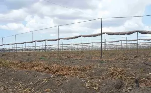 Tiempo de la Ventana fitosanitaria en Sinaloa, escasea trabajo en Villa Juárez