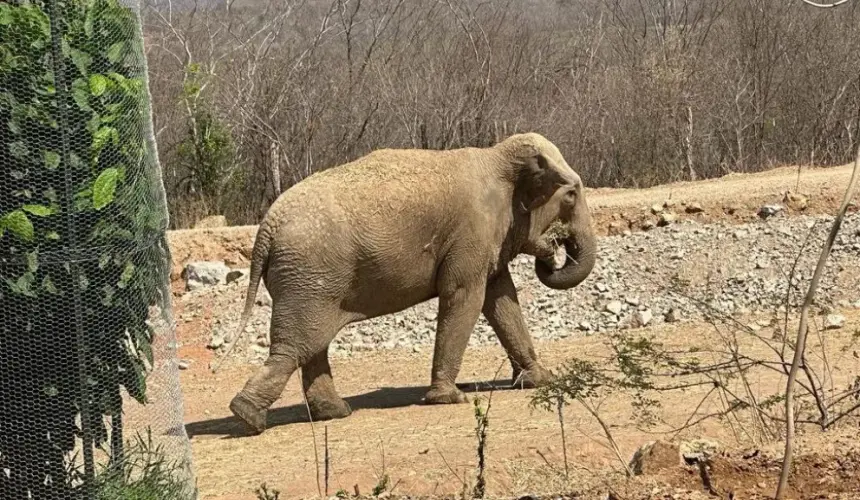 La boda del año en Culiacán; se casan Bireki y Big Boy, dos elefantes asiáticos rescatados