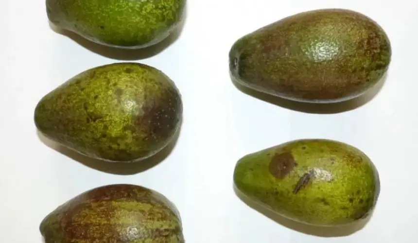 Aguacate criollo. Secretaría de Agricultura resalta su alta calidad y potenciales de negocio.