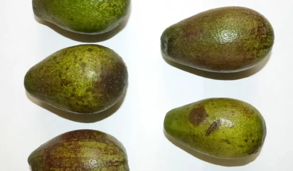 Aguacate criollo. Secretaría de Agricultura resalta su alta calidad y potenciales de negocio.