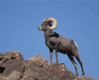Las especies endémicas de Sonora que enriquecen la región