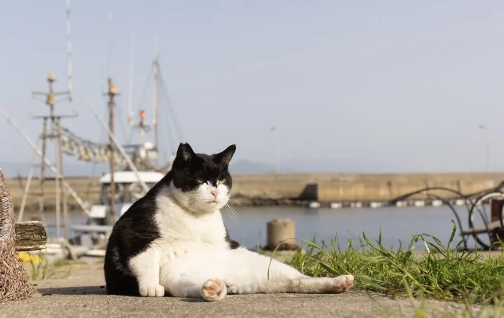 Gatos, perros, hurones y tortugas; Estas son las 25 mascotas finalistas de los Comedy Pet Photo Awards 2023. Foto: Comedy Pet Photo Awards.