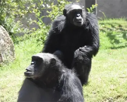 Charly y Coco los últimos chimpancés del Zoológico de León