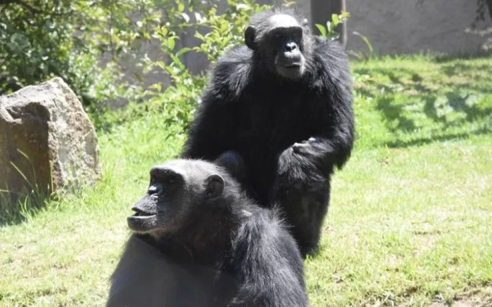 Charly y Coco los últimos chimpancés del Zoológico de León