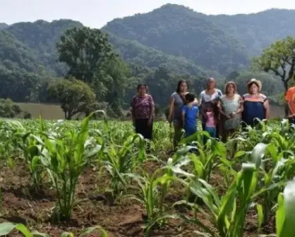 Sonora florece: programas agrícolas promueven la sustentabilidad y el desarrollo rural