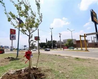 Fura planta guamúchil para conmemorar el Día Nacional del Árbol en León