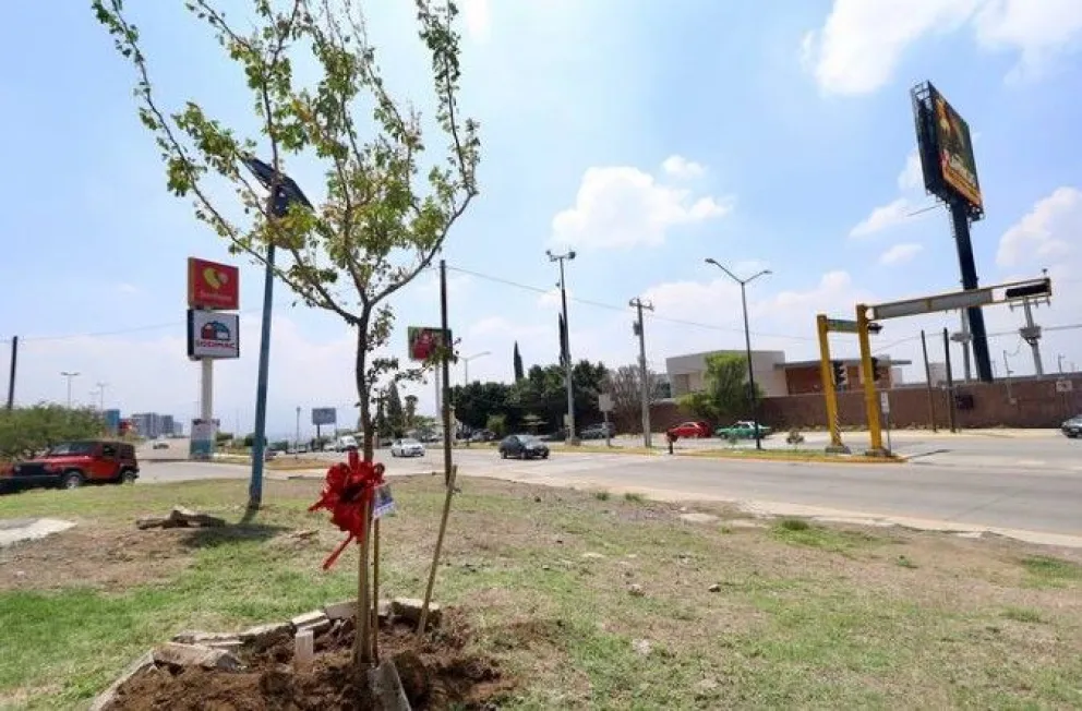Fura planta guamúchil para conmemorar el Día Nacional del Árbol en León
