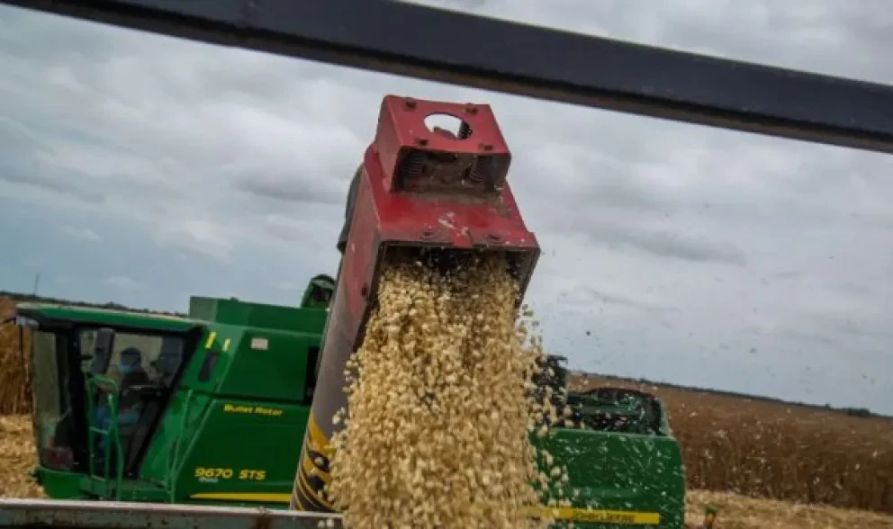 Buen avance en cosecha y pago de maíz en Sinaloa