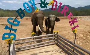 Con emotividad se consuma la gran boda de elefantes Big Boy y Bireki en Culiacán
