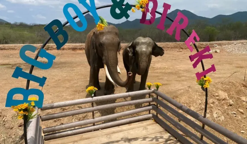 La gran boda de elefantes Big Boy y Bireki en Culiacán