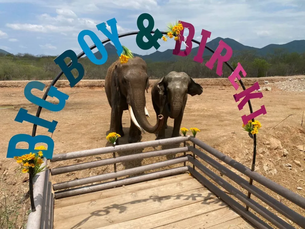 La gran boda de elefantes Big Boy y Bireki en Culiacán