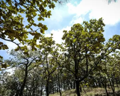 Bosque de la Primavera: Un tesoro natural en Guadalajara