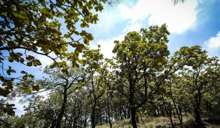 Bosque de la Primavera: Un tesoro natural en Guadalajara