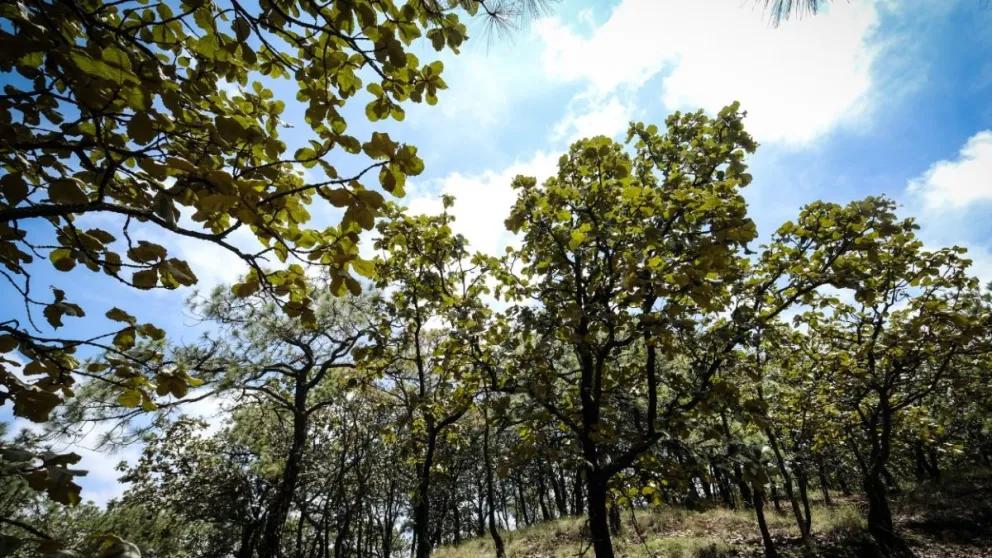 Bosque de la Primavera: Un tesoro natural en Guadalajara