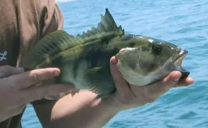 Realiza Pronatura Noroeste 7 Proyectos de Mejora Pesquera para recuperación de especies marinas