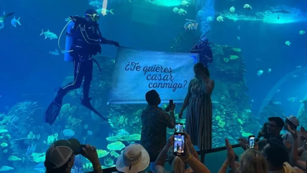 Giovannie y Morgan se comprometen en el Gran Acuario de Mazatlán