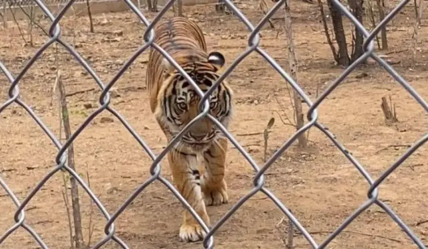 En ambiente de selva natural viven ahora los 15 tigres de vengala en Culiacán