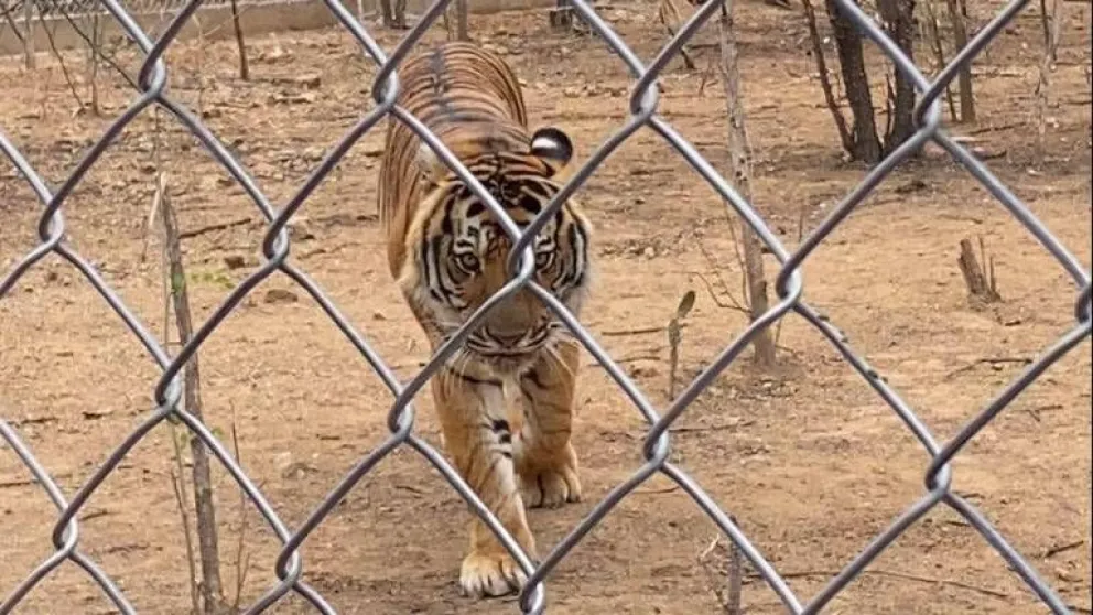 En ambiente de selva natural viven ahora los 15 tigres de vengala en Culiacán