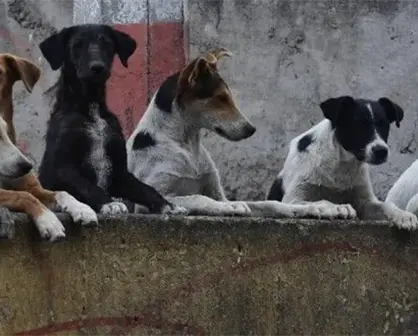 León, Guanajuato tendrá Hospital Veterinario único en la región