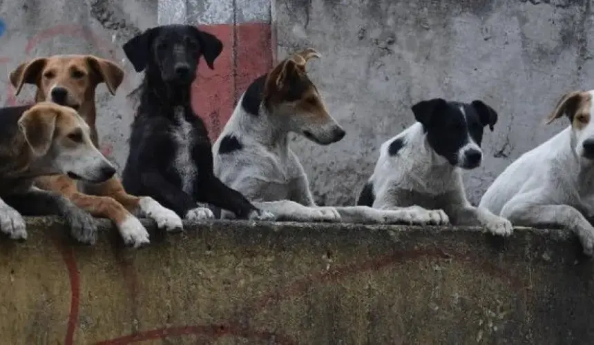 León, Guanajuato tendrá Hospital Veterinario único en la región