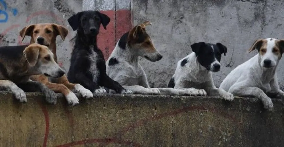 León, Guanajuato tendrá Hospital Veterinario único en la región