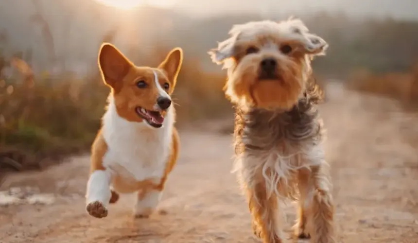 Frases para celebrar el Día del Perro este 21 de julio