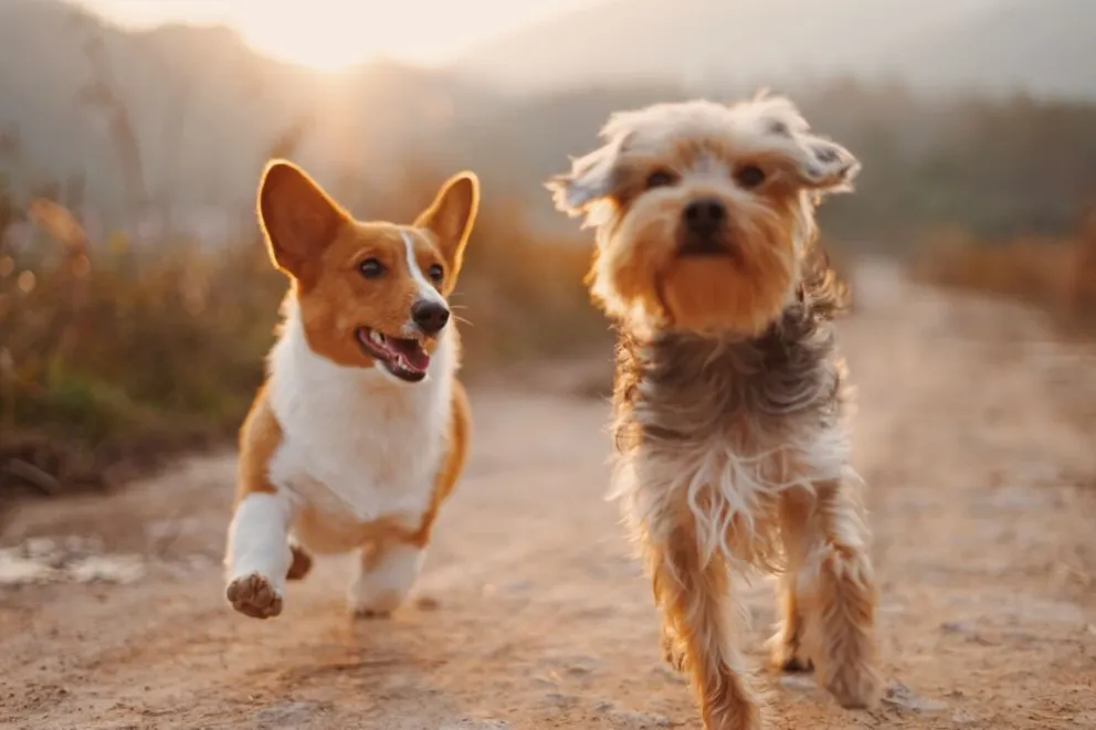 Frases para celebrar el Día del Perro este 21 de julio