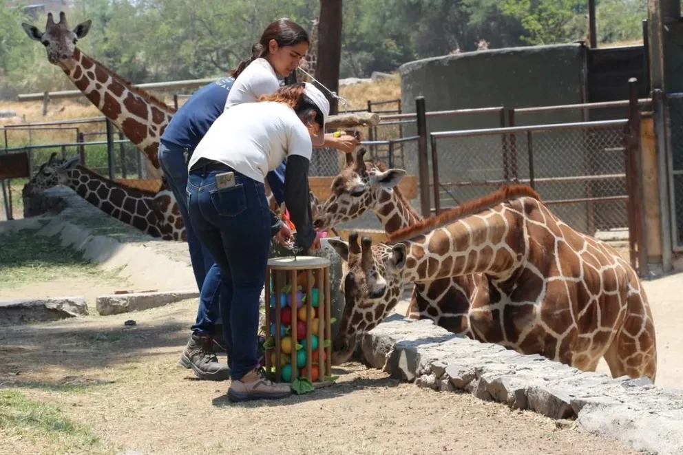 ¿Cuánto cobran la entrada en el Zoológico de Guadalajara?