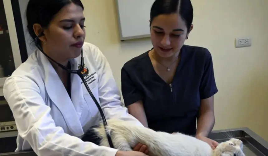 Maltrato animal, un problema que debe atenderse desde los malos hábitos en casa con las mascotas.