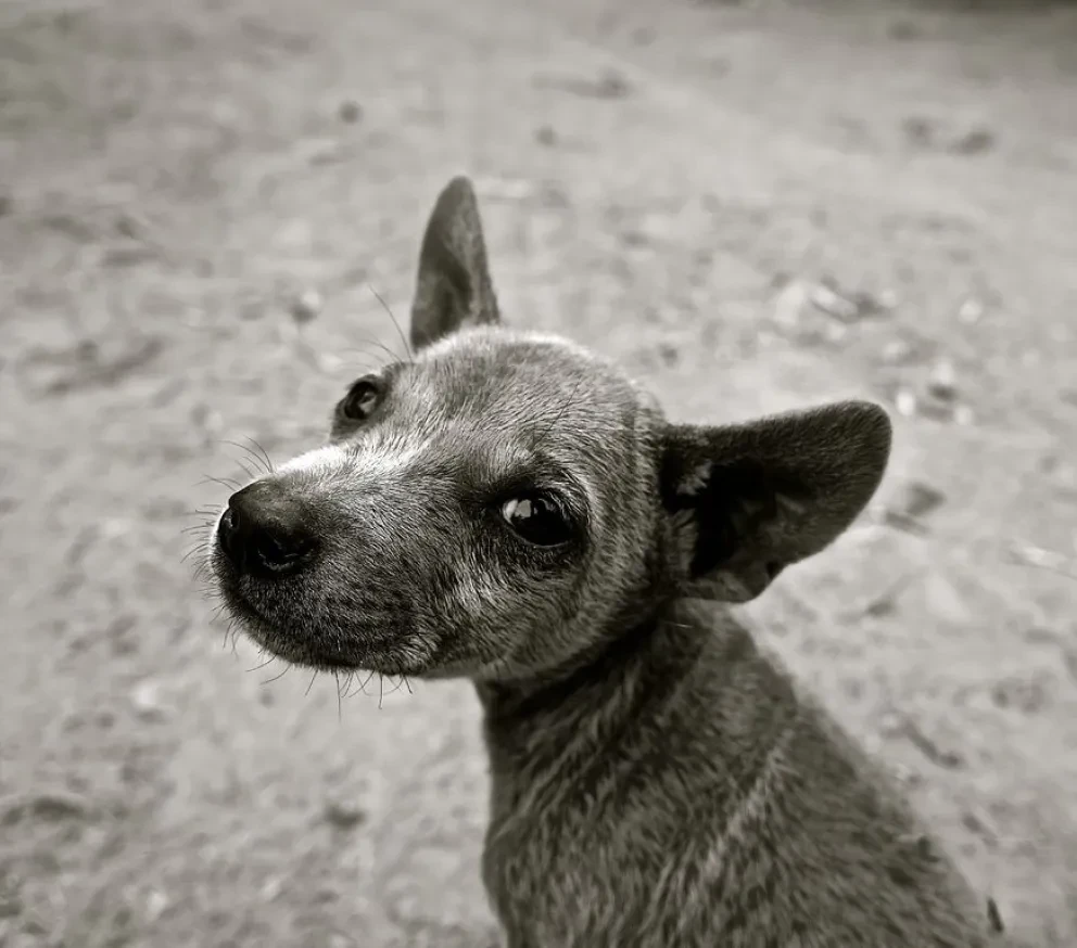 ¿Por qué el Día Internacional del Perro Callejero se celebra el 27 de julio?